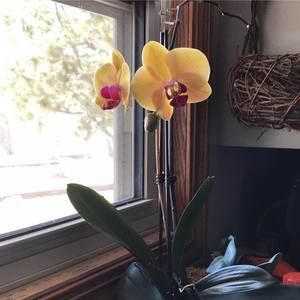 Meet your Posher, Barbara hillman